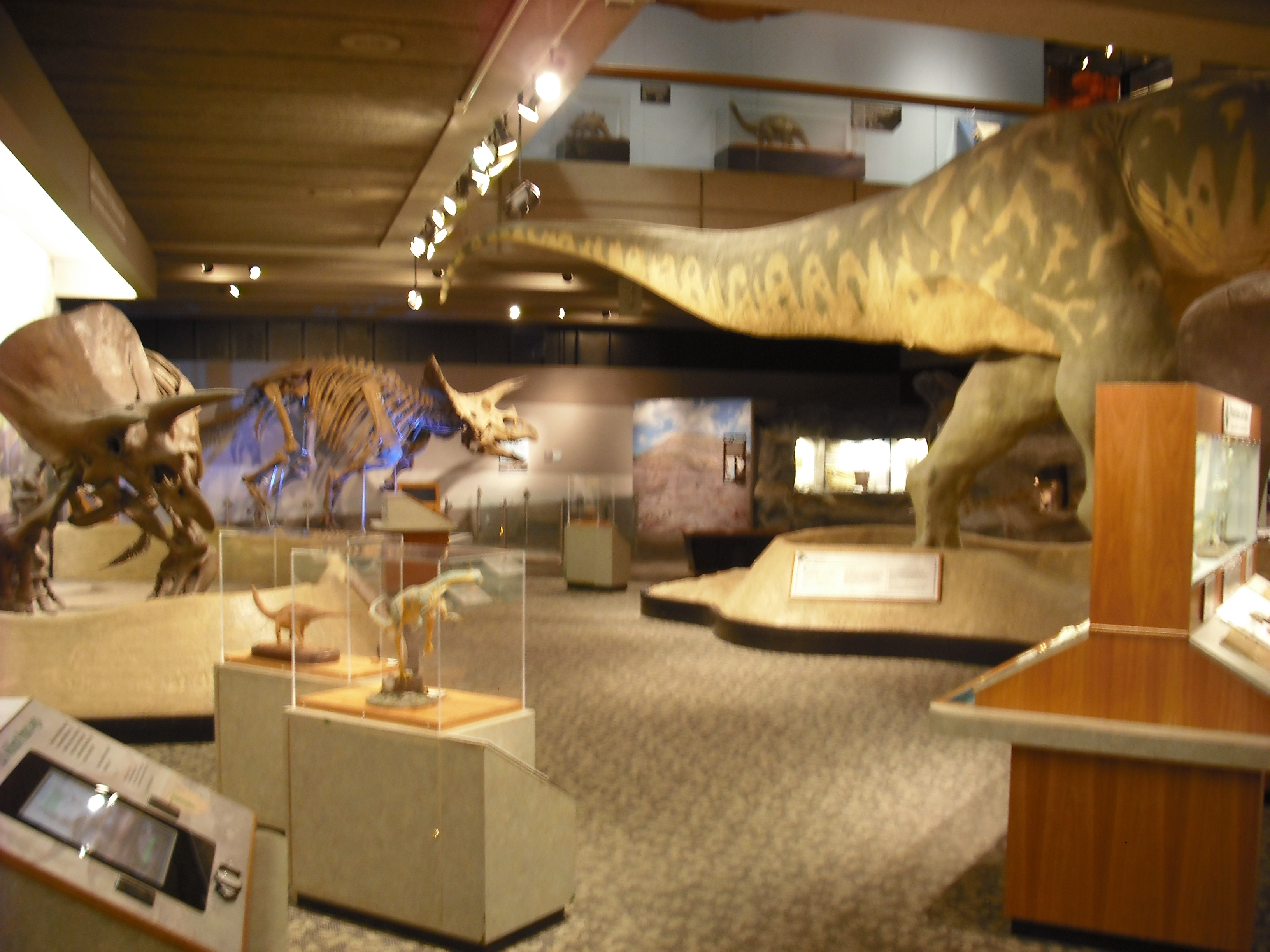 The Animal Museum